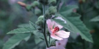 Plants that rejuvenate the skin